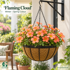 Oxalis obtusa ‘Flaming Cloud’ Flowering Bulbs | Winter–Spring Flowering Oxalis