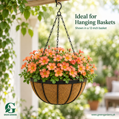 Oxalis obtusa ‘Flaming Cloud’ Flowering Bulbs | Winter–Spring Flowering Oxalis