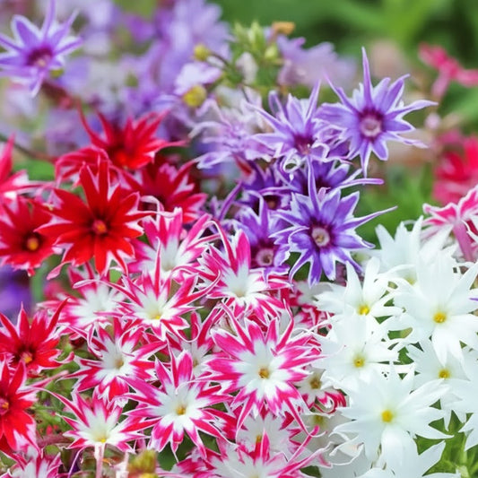 Phlox Star Mix Phlox drummondii with colourful star-shaped pink red purple and white flowers – winter seeds for pots beds borders and grow bags in Pakistan