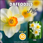 Daffodils Bulbs -Local (Pack of 10)گلِ نرگس