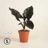 Alocasia Bulbs - BLACK (Elephant Ear) - Pack of 5