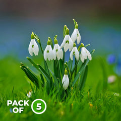 Snowdrops Flower Bulbs {WINTER} (Pack of 5)