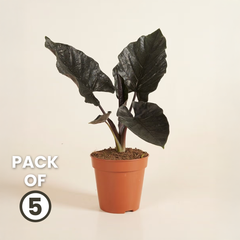 Alocasia Bulbs - BLACK (Elephant Ear) - Pack of 5