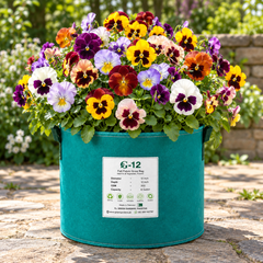 Pansy Swiss Giant Mix with large colourful blue purple yellow orange red pink and white flowers featuring distinctive dark face markings – winter flowering seeds Pakistan