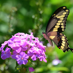 Phlox Seeds - Grandiflora Tall Mix (WINTER)