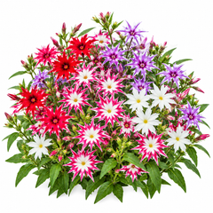 Phlox Star Mix Phlox drummondii with colourful star-shaped pink red purple and white flowers – winter seeds for pots beds borders and grow bags in Pakistan