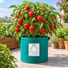 Healthy Pimento Pepper plant with thick rounded bright red sweet peppers – heirloom Capsicum annuum seeds for home gardening in Pakistan