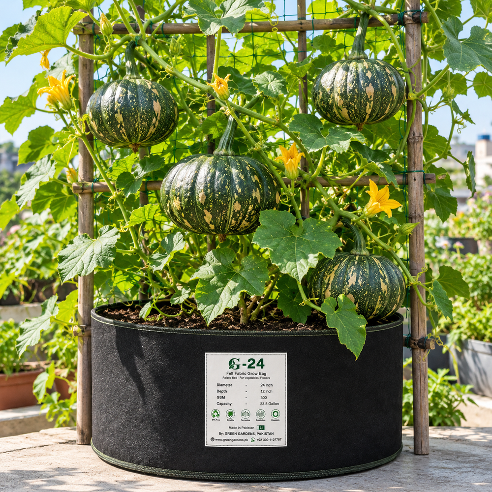 Summer Pumpkin Kaddu growing on healthy green spreading vines with large leaves and yellow flowers – pumpkin vegetable seeds for kitchen gardening in Pakistan