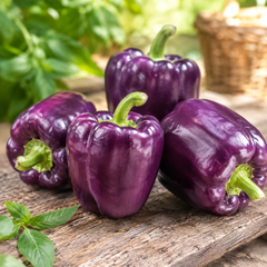 Purple Sweet Pepper Oda with glossy dark purple thick-walled fruits – Franchi vegetable seeds Pakistan
