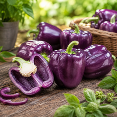 Purple Sweet Pepper Oda with glossy dark purple thick-walled fruits – Franchi vegetable seeds Pakistan