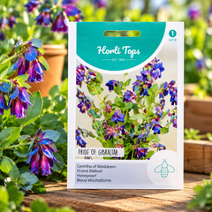 Horti Tops Pride of Gibraltar (Cerinthe major) Honeywort flower seeds packet with beautiful purple-blue bell-shaped flowers in a garden – GREEN GARDENS Pakistan