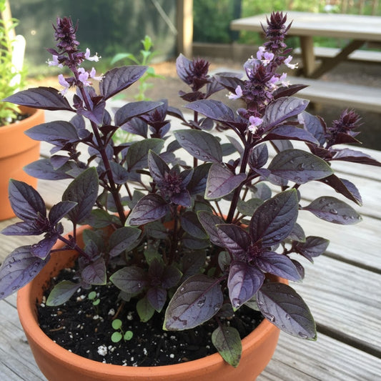 Sweet Basil Purple Seeds (WINTER)