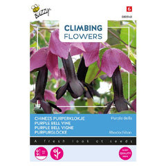 Purple Bell Vine (Climbing Flowers) - Rhodochiton By Buzzy®