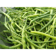 Fresh green Mongray radish pods grown from winter vegetable seeds