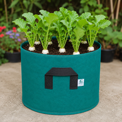 Radish White Long F1 Hybrid Seeds | Fast-Growing Winter Radish (WINTER)
