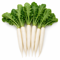 Radish White Long F1 Hybrid Seeds | Fast-Growing Winter Radish (WINTER)