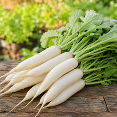 Radish White – RADISH 40 DAYS (Summer Late Variety)