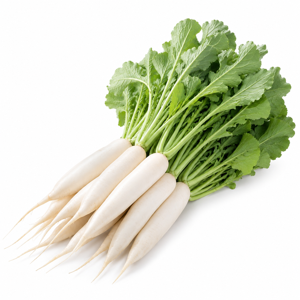 White Radish 40 Days with smooth elongated white roots – summer late radish seeds for home gardening in Pakistan