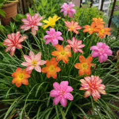 Rain Lily Hybrid – Thailand Imported | Pack of 5 Bulbs