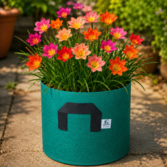 Rain Lily Hybrid & Vermicompost Combo Deal | 10 Bulbs + 1 Kg