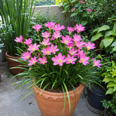Pink Rain Lily – Zephyranthes Rosea XL Bulbs | Pack of 10 Local Bulbs