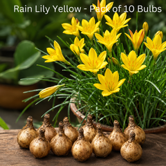 Rain Lily Yellow Bulbs – Pack of 10 | Bright Summer Flower Bulbs
