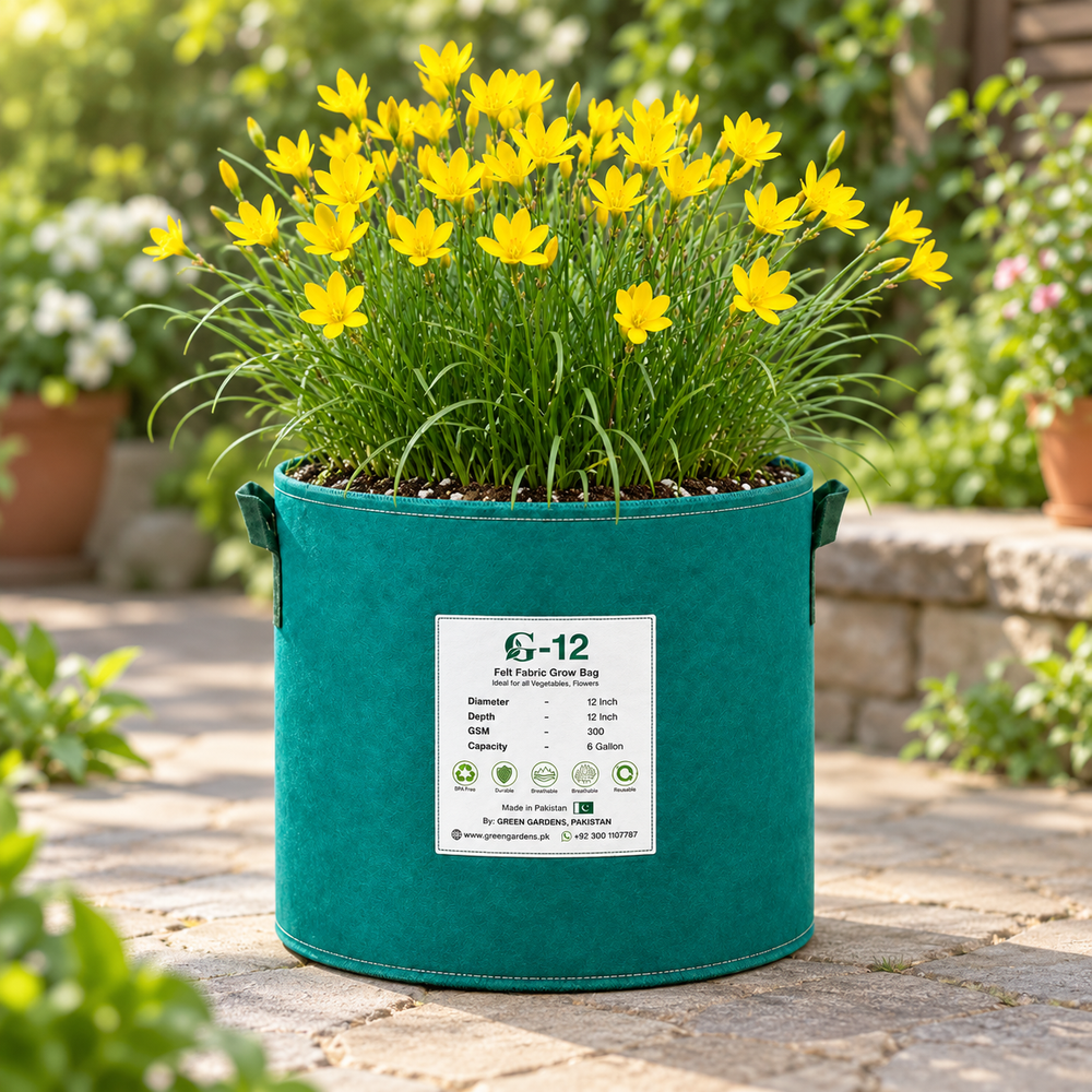 Yellow Rain Lily Zephyranthes Sulphurea with bright yellow flowers – pack of 10 large perennial bulbs for pots grow bags and gardens in Pakistan