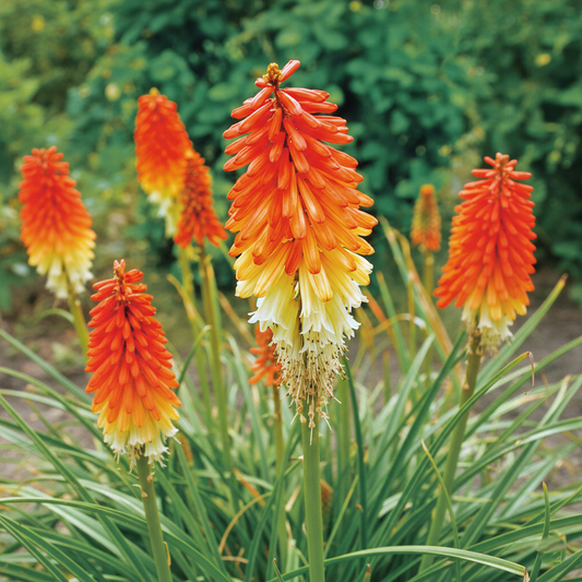 Red Hot Poker Seeds 'Royal Castle' Hybrids