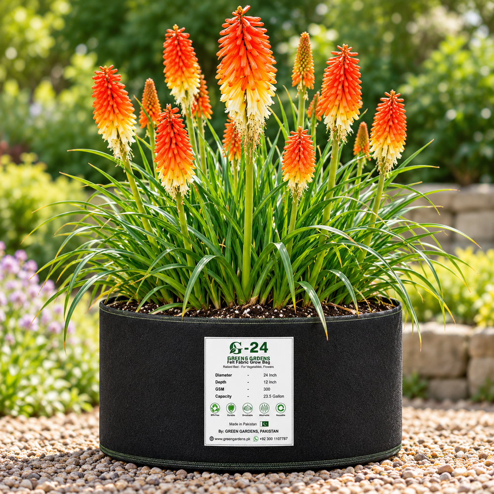 Red Hot Poker Royal Castle Hybrids Kniphofia with red orange and yellow torch-shaped flowers – perennial flower seeds for summer and winter growing in Pakistan