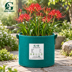 Red Spider Lily (Lycoris radiata) with bright crimson red spider-like flowers and long curved stamens – GREEN GARDENS