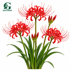 Red Spider Lily (Lycoris radiata) with bright crimson red spider-like flowers and long curved stamens – GREEN GARDENS