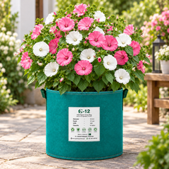 Rose Mallow Lavatera trimestris with large pink rose and white funnel-shaped flowers – winter flower seeds for gardens borders and grow bags in Pakistan