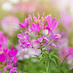 Rose Queen Spiderflower (Cleome hassleriana 'Rose Queen')