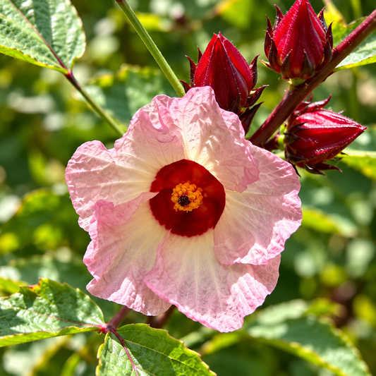Roselle Hibiscus sabdariffa plant with red edible calyces and hibiscus-like flowers – summer seeds for home gardens and grow bags in Pakistan