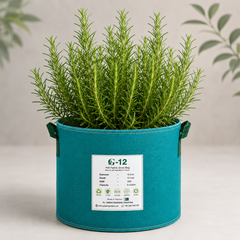 Rosemary plant with fresh aromatic green sprigs – winter herb seeds for kitchen gardening in Pakistan
