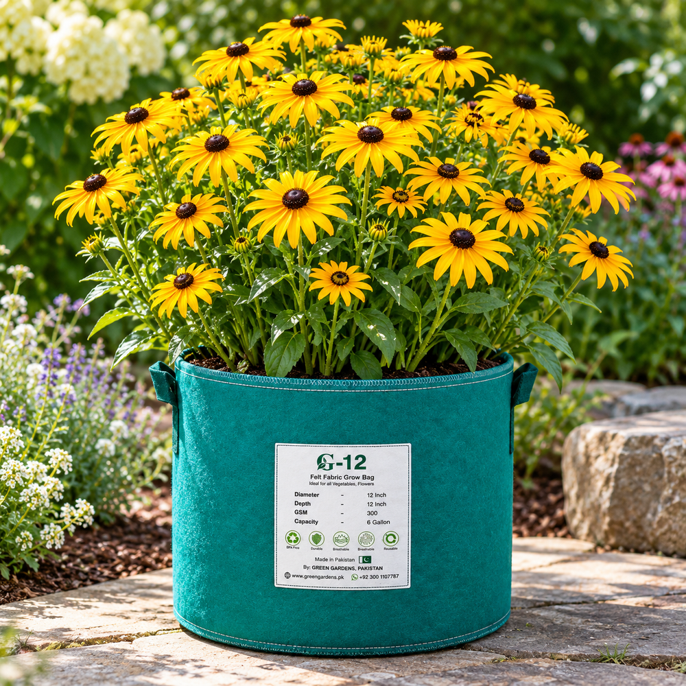 Rudbeckia Black-eyed Susan Coneflowers with bright yellow petals and dark centres – summer flower seeds for beds pots and grow bags in Pakistan