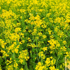 Sarson Saag Seeds (Mustard) {WINTER} - سرسوں کا ساگ