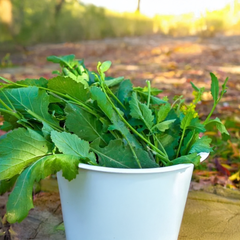 Sarson Saag Seeds (Mustard) {WINTER} - سرسوں کا ساگ
