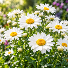 Shasta Daisy Mayfield Giant Leucanthemum x superbum with large pure white flowers and golden yellow centres – winter perennial seeds for beds borders grow bags and cut flowers in Pakistan