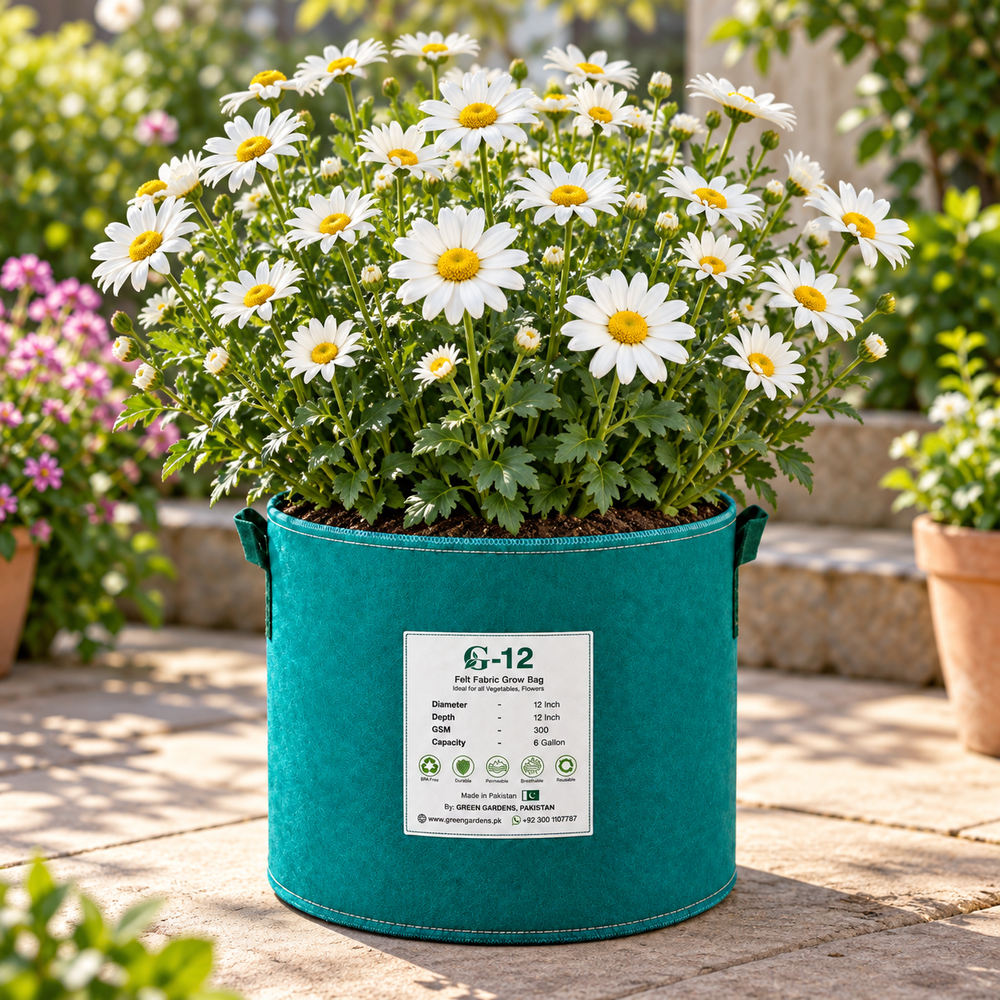 Shasta Daisy Mayfield Giant Leucanthemum x superbum with large pure white flowers and golden yellow centres – winter perennial seeds for beds borders grow bags and cut flowers in Pakistan