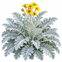 Silver Dust (Dusty Miller) Jacobaea maritima silver foliage plant – ornamental flower seeds by GREEN GARDENS Pakistan
