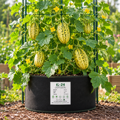 Snap Melon Phut Kakri elongated light green fruits growing on healthy summer melon vines with green leaves – Cucumis melo momordica seeds Pakistan