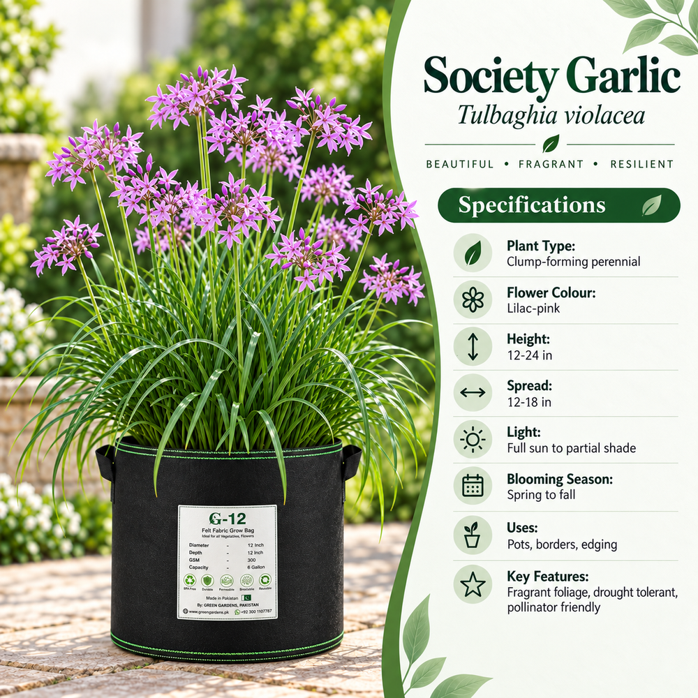 Society Garlic Tulbaghia violacea specifications flowering season height light and growing information