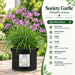 Society Garlic Tulbaghia violacea specifications flowering season height light and growing information