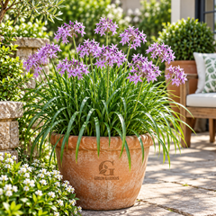Society Garlic Tulbaghia violacea flowering plant with lavender pink star shaped flowers