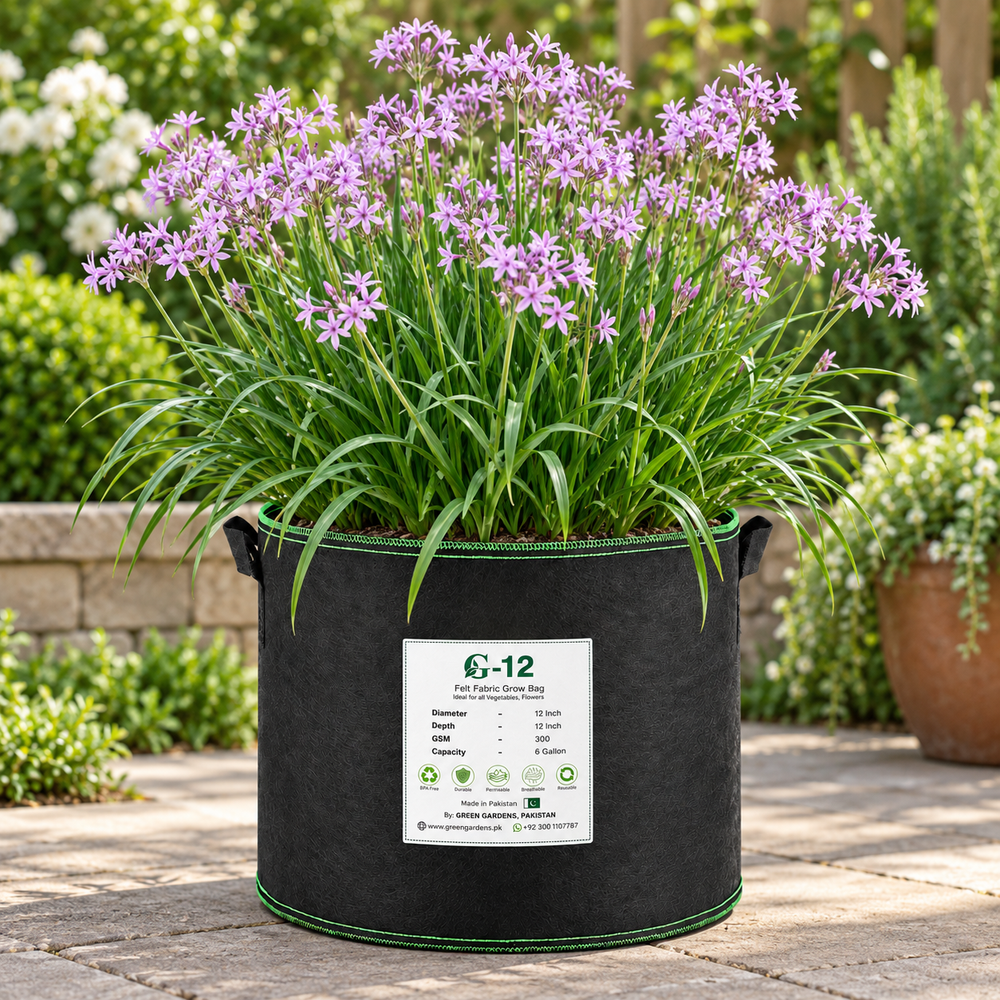 Society Garlic plant growing in GREEN GARDENS G-12 black felt grow bag