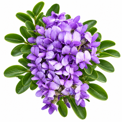 Texas Mountain Laurel Sophora secundiflora evergreen shrub with fragrant purple flower clusters and glossy foliage – ornamental perennial tree seeds in Pakistan