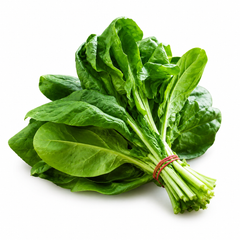 Broadleaf F1 Hybrid spinach with fresh large green leaves – summer late spinach seeds for home gardening in Pakistan