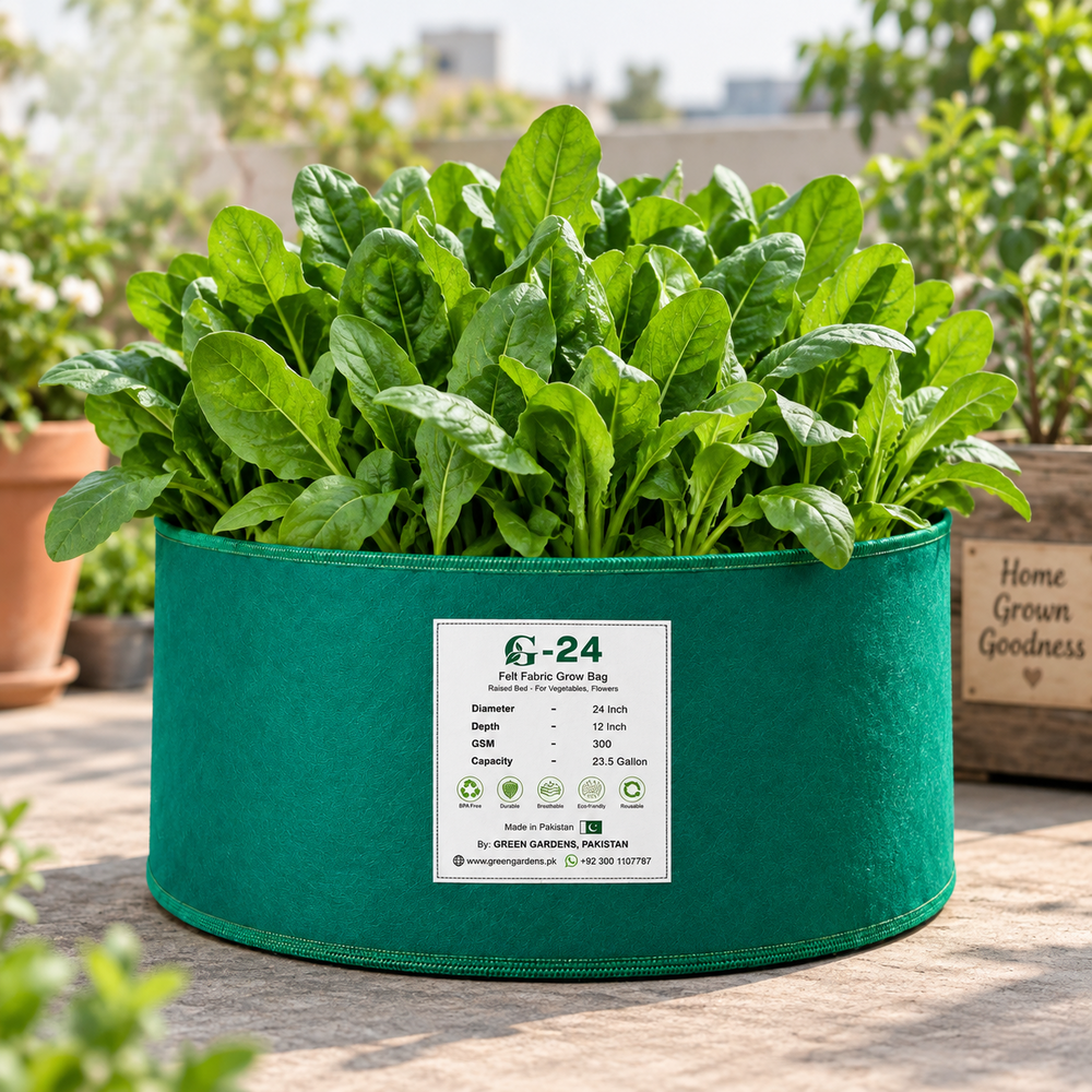 Healthy Broad Leaf F1 Hybrid Spinach plants with large tender dark-green leaves – spinach seeds for home gardening in Pakistan