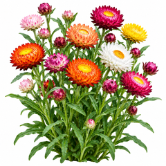 Straw Flower Xerochrysum bracteatum with colourful papery everlasting blooms – winter flower seeds for beds borders pots grow bags fresh cuts and dried arrangements in Pakistan